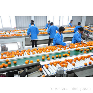 Machine de tri de classement des tomates à vis de fruits avec convoyeur